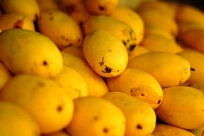 King of Fruits, Mango, good harvest, bumper crop, brisk sales, chikkamagaluru, season of mangoes, mango mandi, Jayamahal Road, Tamil Nadu, Andhra Pradesh, Karnataka, Maharashtra