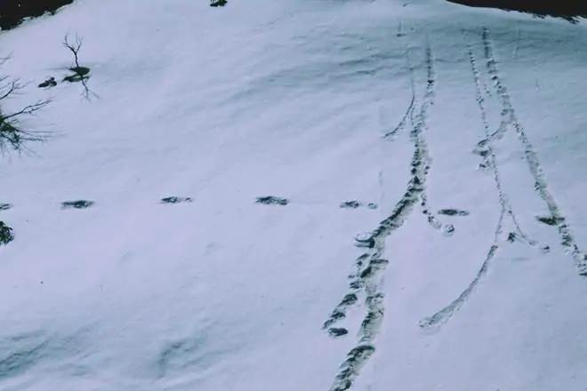 Yeti, Yeti photo by Indian Army, Yeti Sightings, Indian Army, Abominable Snowman, Curiosity, fear, mythical creatures, Yeti, Bigfoot, world's imagination, science news update Yeti, Yeti photo by Indian Army, Yeti Sightings, Indian Army, Abominable Snowman, Curiosity, fear, mythical creatures, Yeti, Bigfoot, world's imagination, science news update