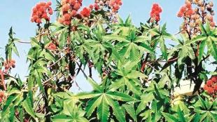 castor, castor oil, oil sector, oil industry, us, china