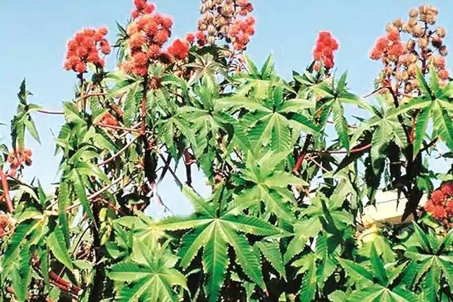 castor, castor oil, oil sector, oil industry, us, china