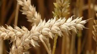 MSP of food  grains, mandi rates, foodgrain, NDA government, rabi crops, Food Corporation of India, Nafed, agriculture growth