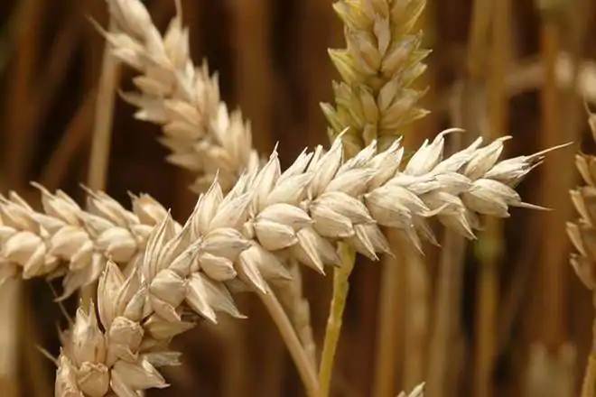 MSP of food  grains, mandi rates, foodgrain, NDA government, rabi crops, Food Corporation of India, Nafed, agriculture growth