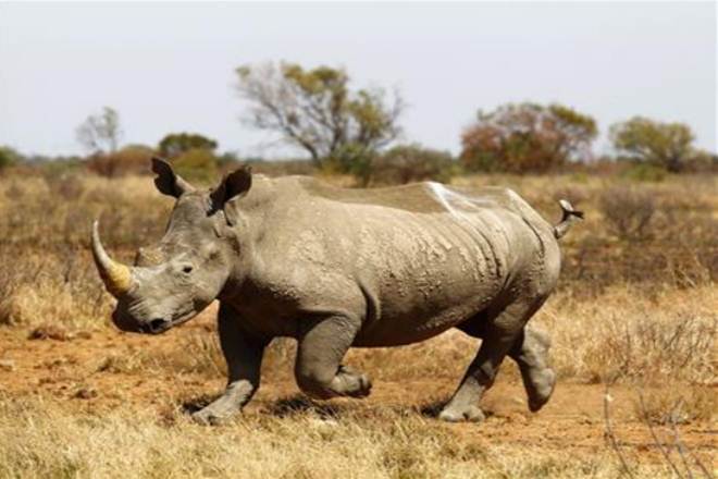 Snakelike robot, artificial insemination, rhino, rhino extinction, southern white rhino, robotic catheters