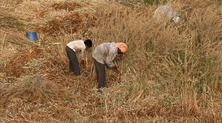 Agriculture sector, agriculture industry, indian agriculture