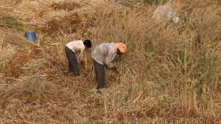 Agriculture sector, agriculture industry, indian agriculture