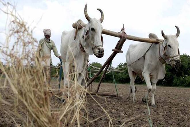 kaalia scheme, odisha kaalia scheme, agriculture sector, agriculture industry