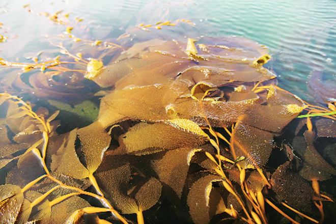 Seaweed, marine, hypertension