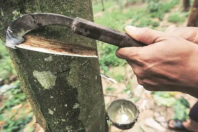 Rubber output shrinks one-third in 10 years