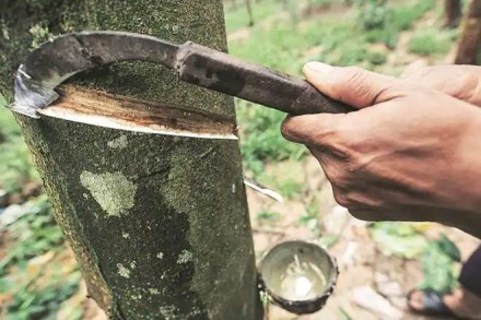 Rubber output shrinks one-third in 10 years