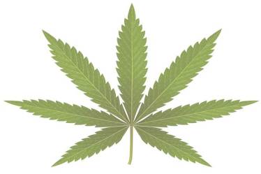 Is it right to outrightly ban cannabis cultivation?