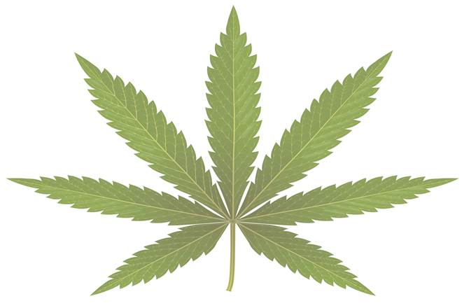 Is it right to outrightly ban cannabis cultivation?