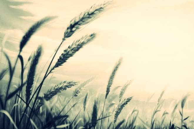 Colored wheat, Blue wheat, purple wheat , black wheat, NABI, Indian scientists, Monika Garg, agricultural biotechnologists , NABI Mohali, Health benefits of coloured wheat