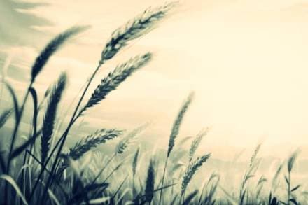 Colored wheat, Blue wheat, purple wheat , black wheat, NABI, Indian scientists, Monika Garg, agricultural biotechnologists , NABI Mohali, Health benefits of coloured wheat