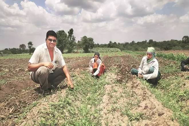 HT Bt cotton is not legally allowed by GoI. But, the government's own committee has estimated that it is being planted on about 15-17% of cotton area. (Express Photo) HT Bt cotton is not legally allowed by GoI. But, the government's own committee has estimated that it is being planted on about 15-17% of cotton area. (Express Photo)