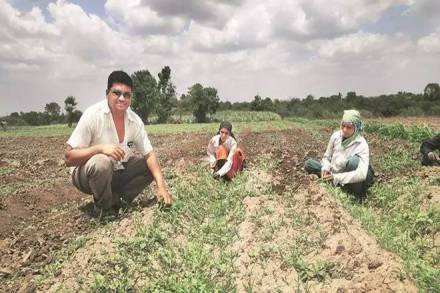 HT Bt cotton is not legally allowed by GoI. But, the government's own committee has estimated that it is being planted on about 15-17% of cotton area. (Express Photo)