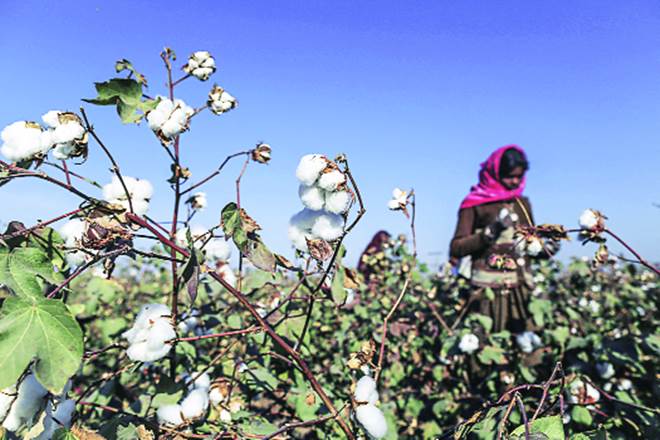 Over the past few years, herbicide tolerant Bt cotton has been planted in many cotton-growing areas of Gujarat, Maharashtra, Telangana and Andhra Pradesh Over the past few years, herbicide tolerant Bt cotton has been planted in many cotton-growing areas of Gujarat, Maharashtra, Telangana and Andhra Pradesh