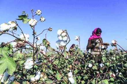 Over the past few years, herbicide tolerant Bt cotton has been planted in many cotton-growing areas of Gujarat, Maharashtra, Telangana and Andhra Pradesh