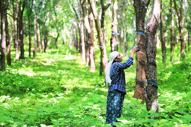 India rubber price surges 17 per cent