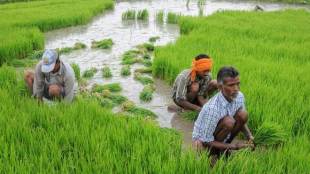 The monsoon arrived in Kerala on June 8 versus the usual June 1. (PTI File Photo)