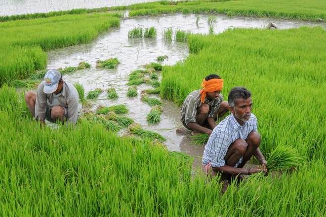 The monsoon arrived in Kerala on June 8 versus the usual June 1. (PTI File Photo)