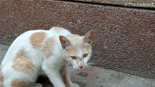 venice, venice italy, venice italy pictures, italy, cruise ship, tourist boat, venice pictures, venice images, cruise ships, cruise ship MSC Opera, MSC Opera, tourist