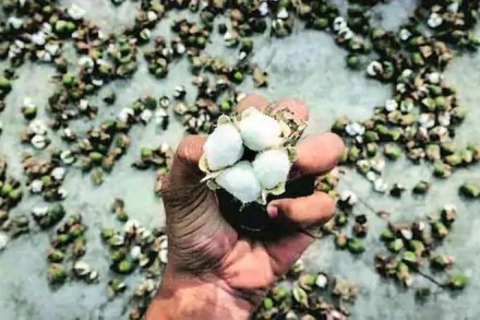 BT Cotton, BT Cotton industry, BT Cotton industry in india, herbicide-tolerant, Indian farmers, kharif season, genetically modified crop, GM cotton seeds, cotton farming, Indian cotton farmers, cotton farmers, cotton crop, bt brinjal farming, Narendra Modi Govt