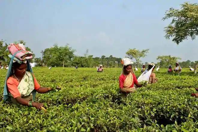 Kochi, Kanan Devan tea, KDHP, Ripple Tea Chai Bazar, Tata Global Beverages, Kerala tea, premium tea
