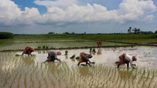 Summer crop, IMD, rainfall, soybean, cotton, rice, corn, monsoon rains, economy news