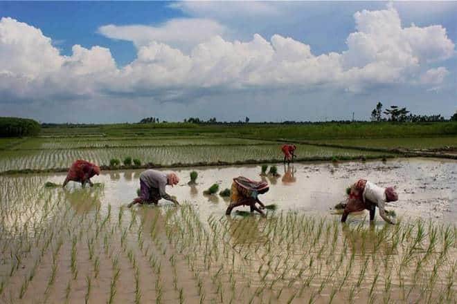 Summer crop, IMD, rainfall, soybean, cotton, rice, corn, monsoon rains, economy news