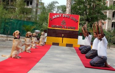 international yoga day, Yoga day image, Doga dogs, army dog unit, yoga for dogs, United Nations India, UNESCO, news on interntaional yoga days