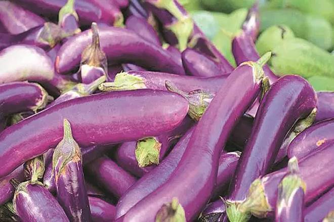 agriculture sector, agriculture industry