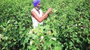 bt crop, agriculture sector, agriculture industry