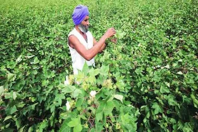 bt crop, agriculture sector, agriculture industry