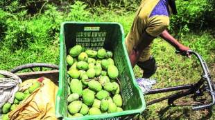 Nipah virus, Nipah ban on vegetables, Kerala, Saudi Arabia, Harsh Vardhan, Thiruvananthapuram, Kozhikode, APPEXA