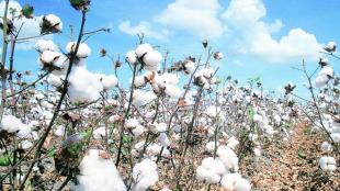 cotton production, indian cotton, cotton in india, cotton farmers, cotton season, cotton export