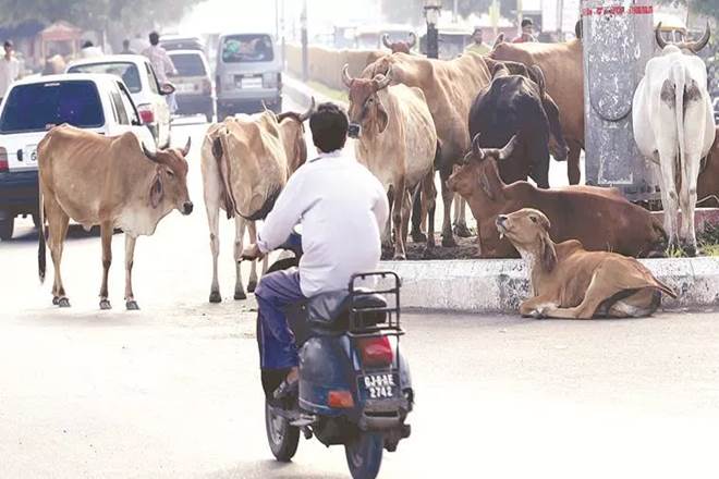 cow vigilantism, cow vigilantism in madhya pradesh, five year jail term for cow vigilantism, kamal nath government, cow slaughter, congress, bjp