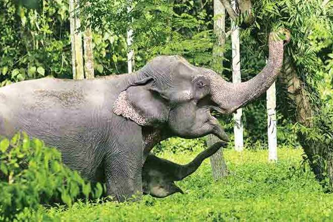Four captive elephants are to be transported from Assam to Ahmedabad