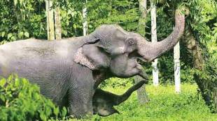 Four captive elephants are to be transported from Assam to Ahmedabad