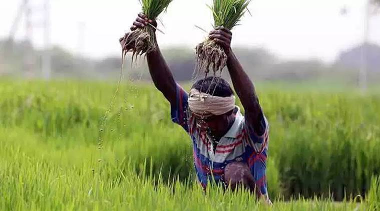 kharif crop, agriculture sector