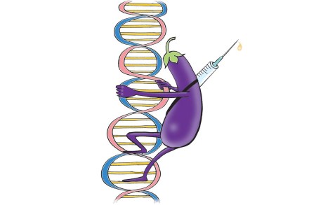 Dispelling falsehoods about GM crops 