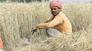 wheat production, indian wheat, wheat in india, wheat farmers, wheat season, wheat export