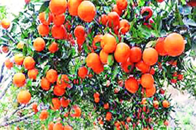 orange, irange farmers