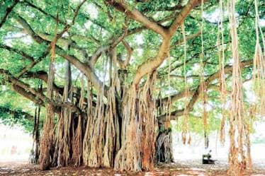 Book Review, Cities and Canopies, trees, Indian Cities, Harini Nagendra, Seema Mundoli