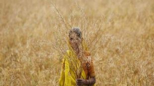 farmer, PM Kisan scheme, Uttar Pradesh, Election Commission, Aadhaar, BJP,