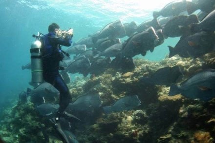 On July 18, the International Union for Conservation of Nature added the scaly-foot snail to its Red List of Threatened Species—the first species to be threatened by deep-sea mining. On July 18, the International Union for Conservation of Nature added the scaly-foot snail to its Red List of Threatened Species—the first species to be threatened by deep-sea mining.