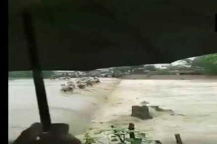 In the video footage, the cattle are carried away by a strong current. (ANI Image)