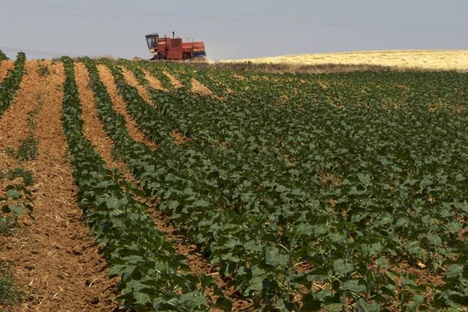 Around 89 per cent of groundwater extracted is used for irrigation and crops such as paddy, and sugarcane consume more than 60 per cent of irrigation water, it said.