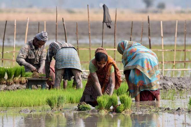 PM Modi, Wheat, Rice, Procurement, FCI, MSP, Minimum Support Price. PM Modi, Wheat, Rice, Procurement, FCI, MSP, Minimum Support Price.