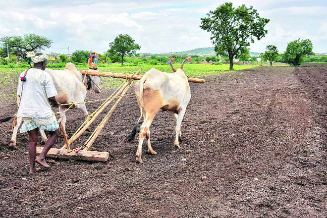 The government, to deregulate and privatise agriculture marketing system, has ushered in a series of structural market reforms over the years.