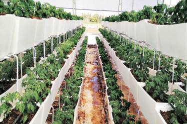 Agiculture, Farming, Artificial Intelligence, PM Modi